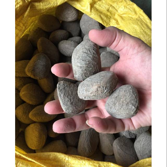 

Kluwek - kluwak - pucung - picung - 500 gramTERLARIS