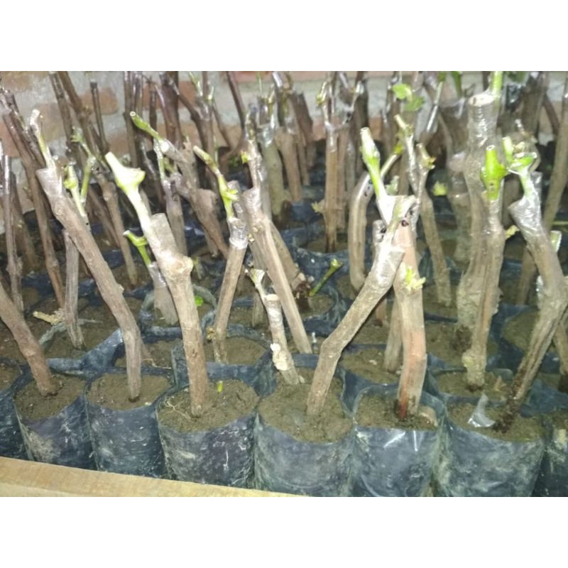 cutting grafting bibit anggur impor