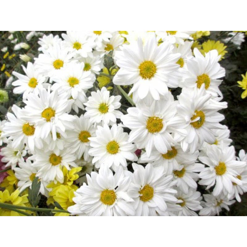 bunga potong Aster/Krisan varian warna