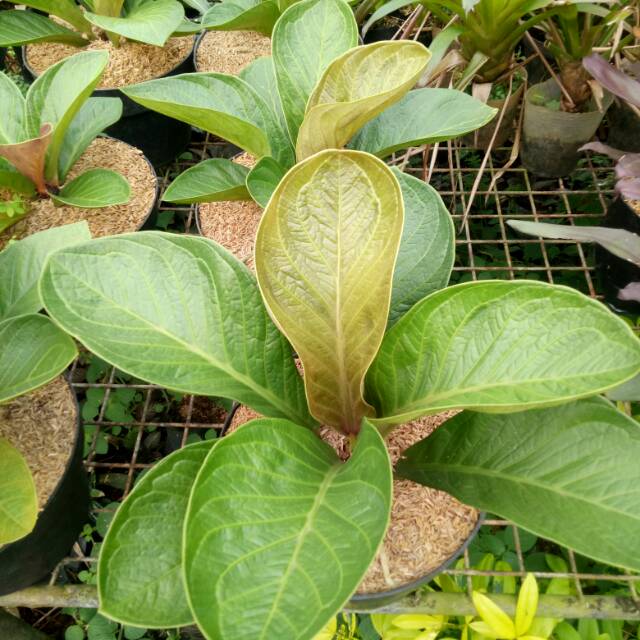 Anturium anjamani mangkok dewasa