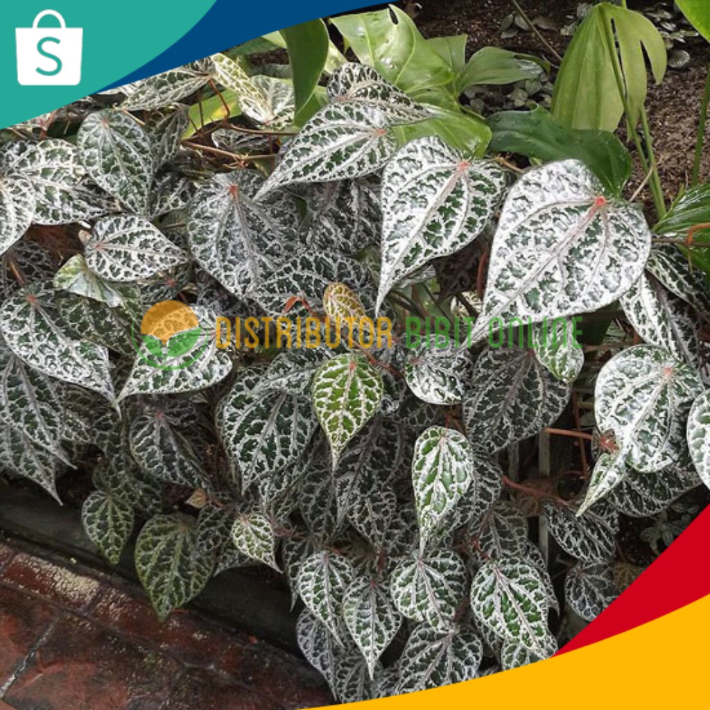 Bibit Tanaman Sirih Merah bibit okulasi majalengka