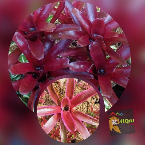 tanaman  bromelia merah /bromelia mini/ bromelia prebal