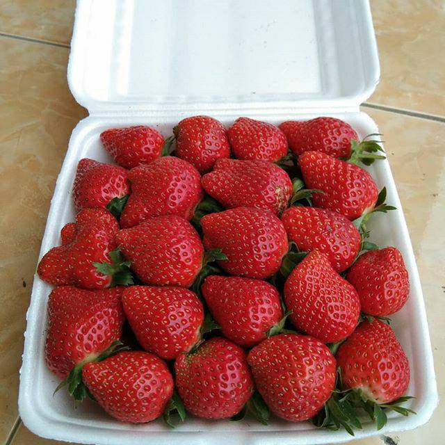 

Strawberry super jumbo
