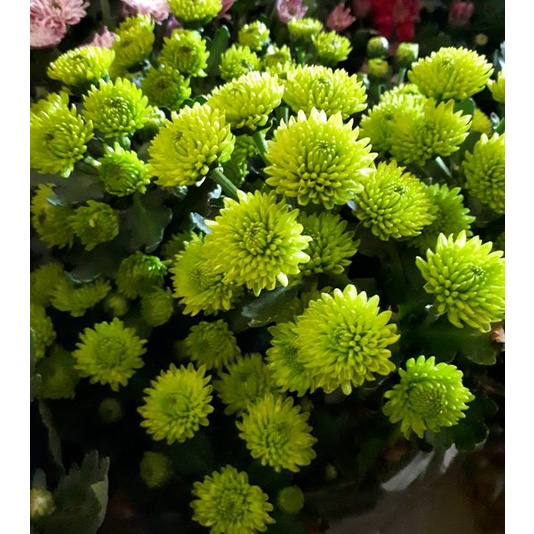 Tanaman bunga krisan warna hijau murah dan berkulitas