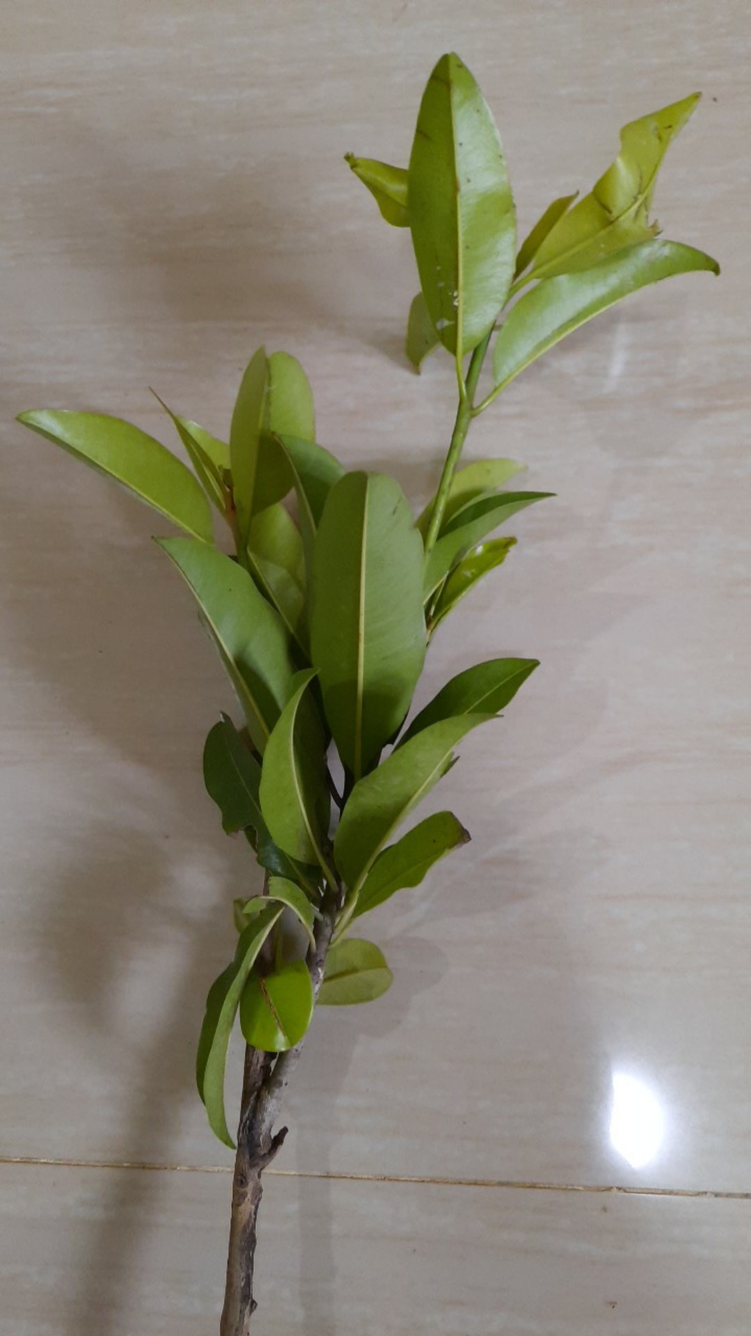 Bibit Sawo Jumbo  Berbunga