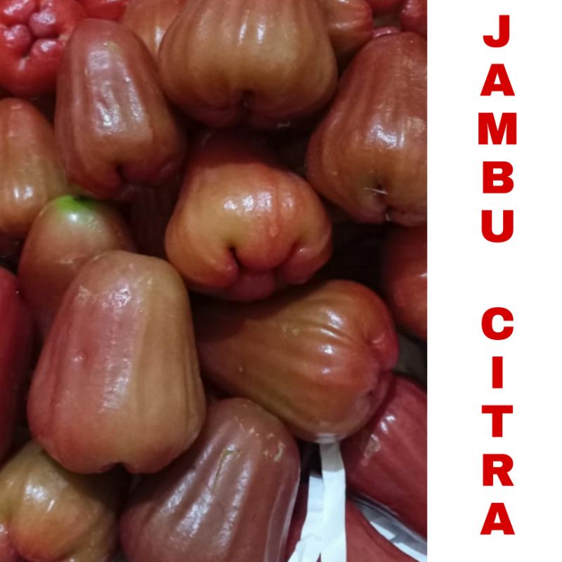 Buah Jambu Citra 1kg