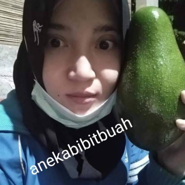 BIBIT ALPUKAT PLUWANG