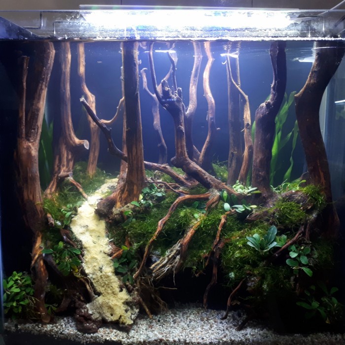Aquarium Aquascape Design Tema Jungle Style 2