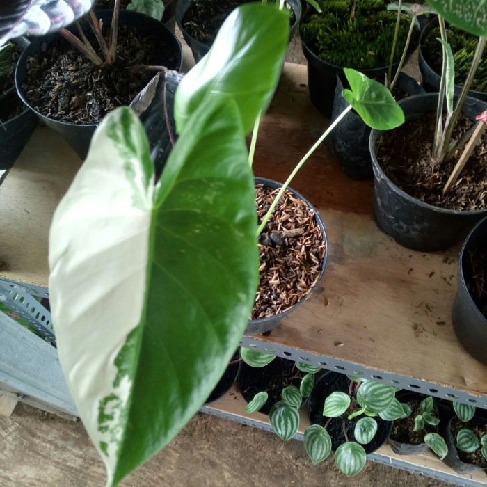 tanaman hias alocasia macrorrhiza variegata/sente varigata