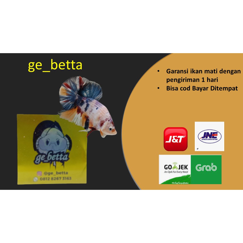 Ikan cupang Kualitas bagus Bahan Male/Female Bahan Nemo,koi,galaxy,multi, Fancy