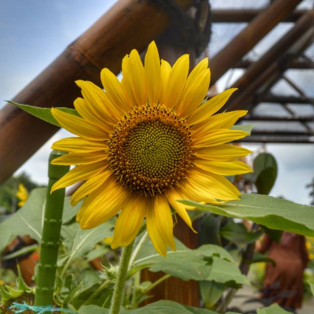 atieckcaturmaharwati