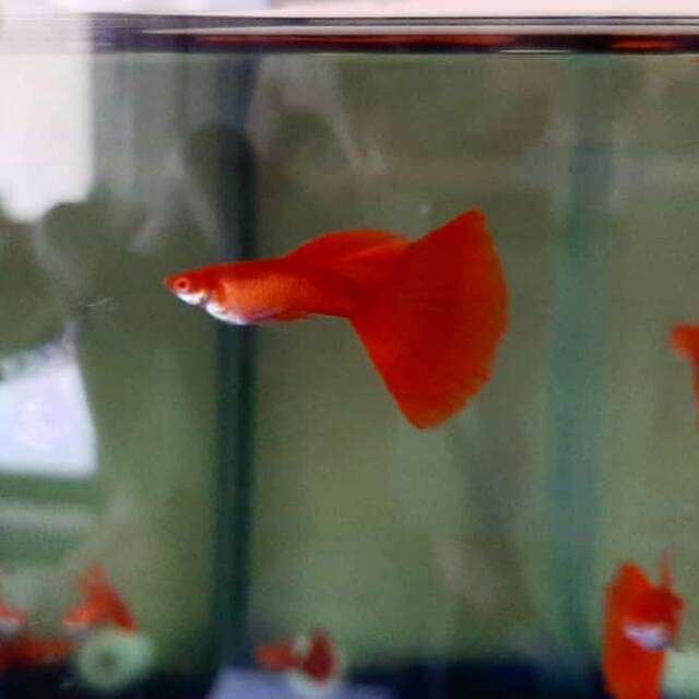

GUPPY ALBINO FULL RED | IKAN GUPPY | GUPPY MURAH