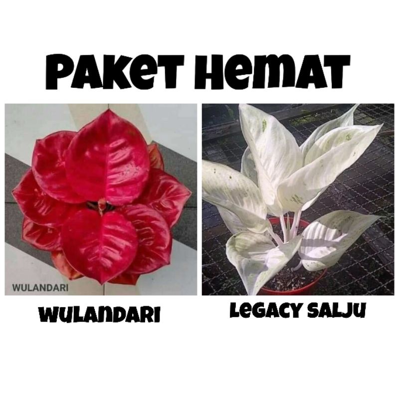 paket 2 bibit  aglonema Wulandari dan legacy salju