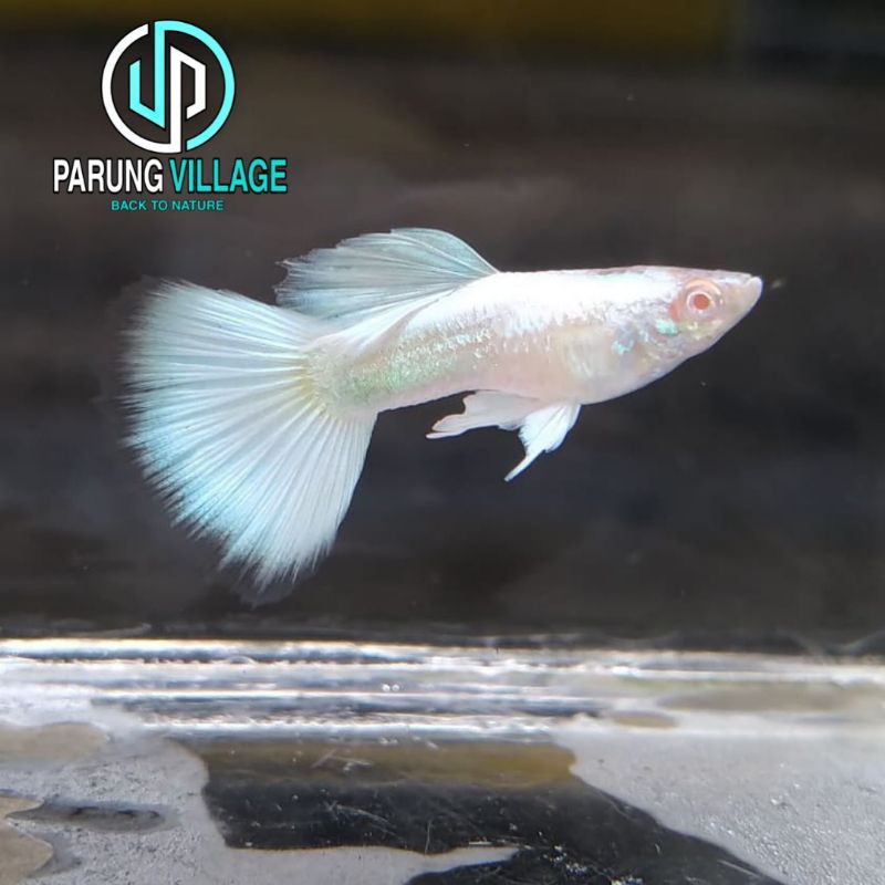 Ikan Guppy Albino Full Platinum (AFP) Ikan Hias