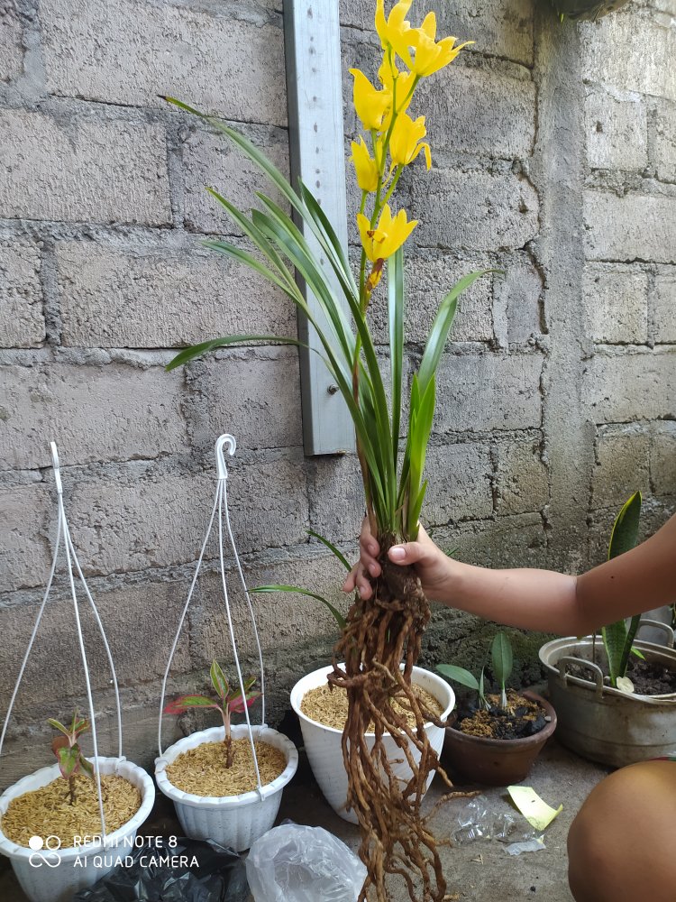 Anggrek Cymbidium Golden Boy