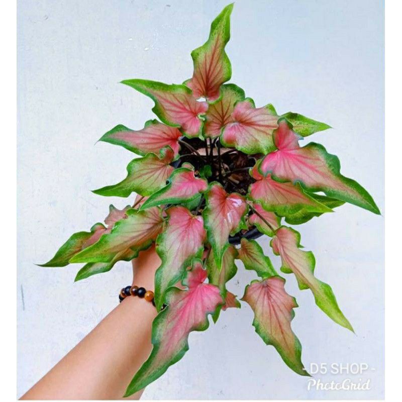 Keladi Keris - Keladi Keris Merah