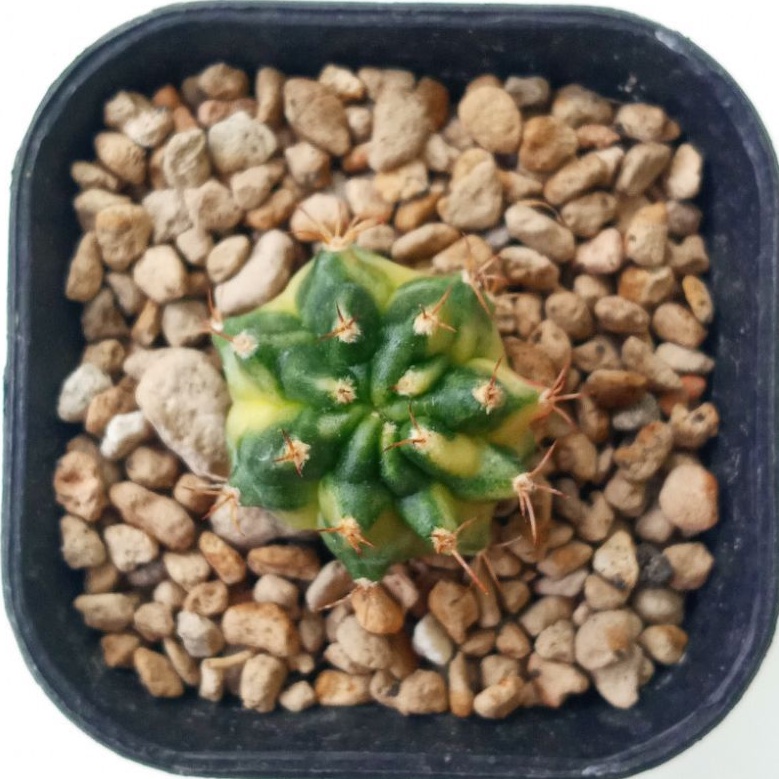 Kaktus Gymnocalycium Mihanovichii Variegata K31115 Ownroot | Gymno K3 | Miha K3 | Variegata