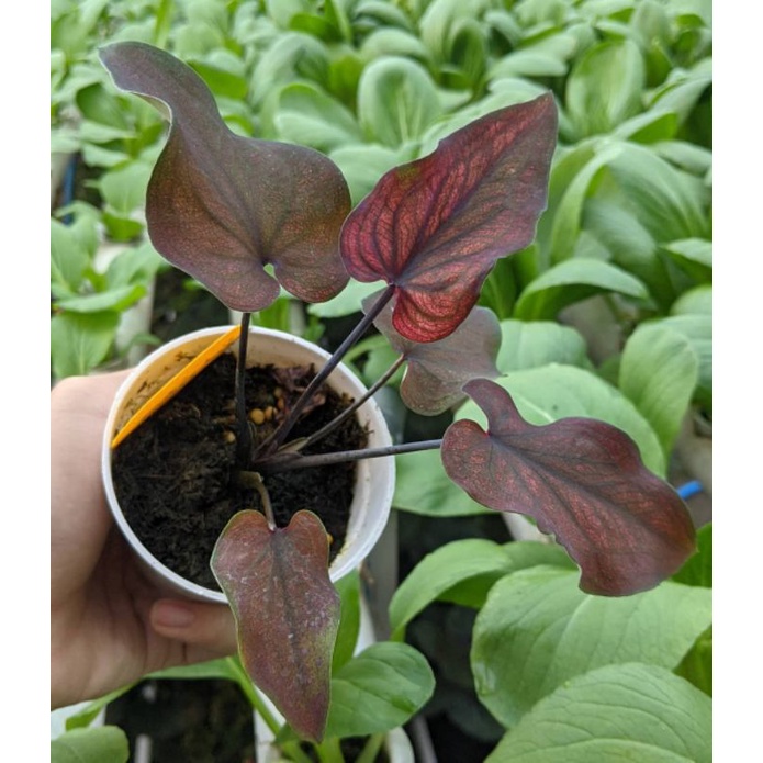 caladium hybrid nagoya