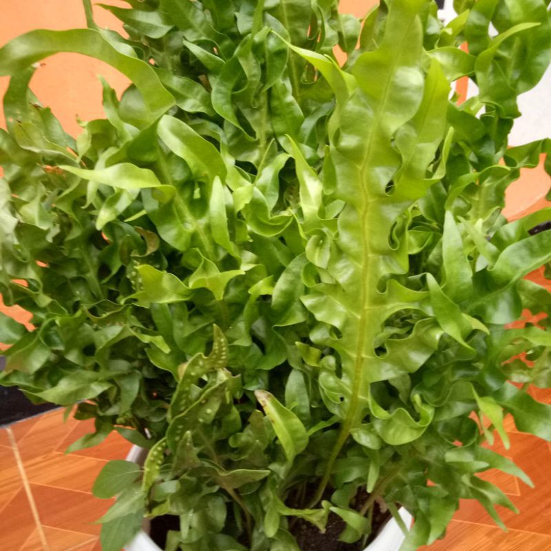Tanaman hias bunga pakis kadaka lidah api polypodium Twister fern green wave