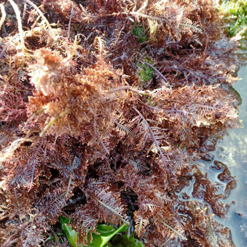 

rumput laut gelidium atau rumput laut kades alga merah