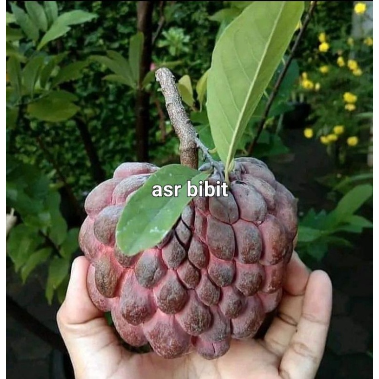 bibit sirsak merah cepat berbuah