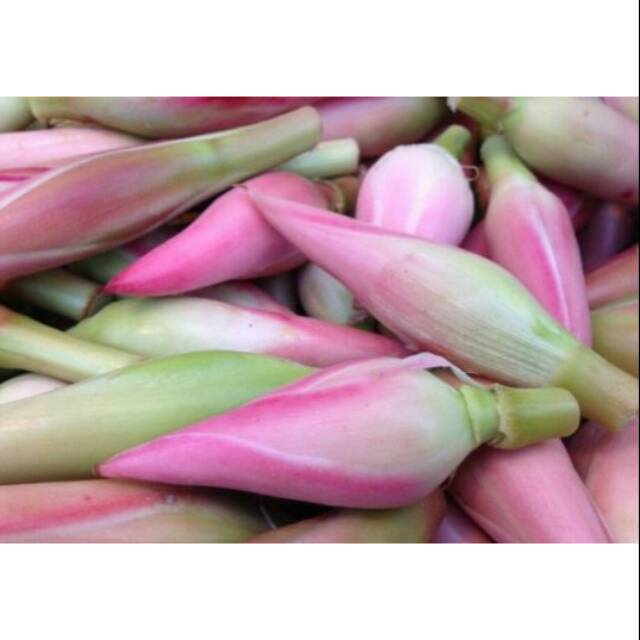 

Kecombrang / Kencong / BISA COD