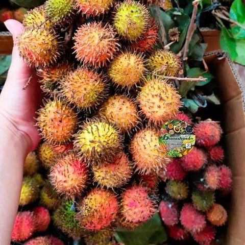 Bibit Paket 4 pcs  rambutan rapiah