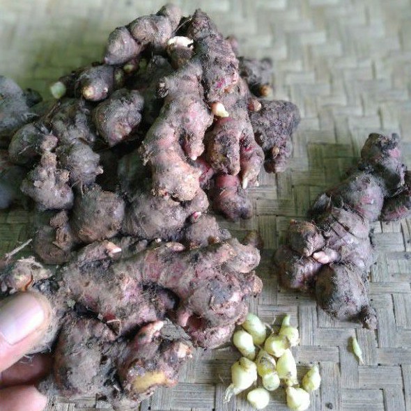 

JAHE MERAH (MEDAN)