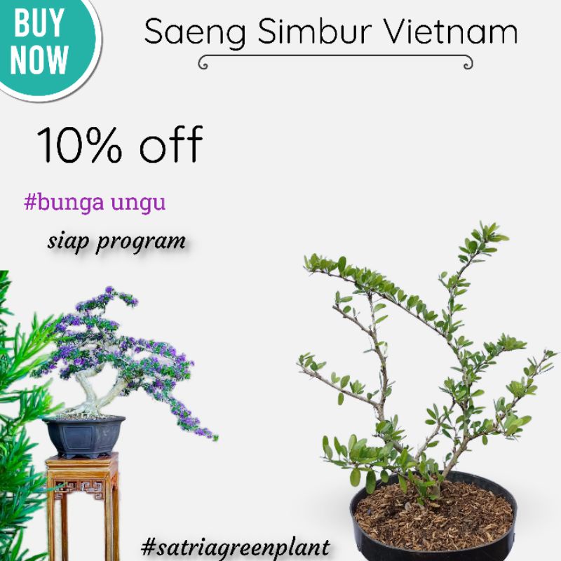 Saeng Simbur Vietnam Bunga Ungu