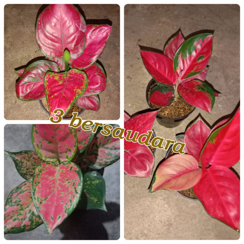 Paket 3 Bunga Aglomema Suksom-Dud Anjamani-Red Anjamani