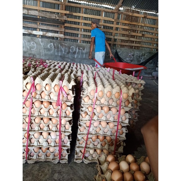 

telur