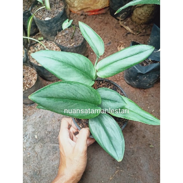 Tanaman Sri Gading Susu / sri gading silver / SRI GADING
