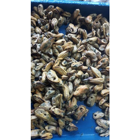 

kerang bulet fres