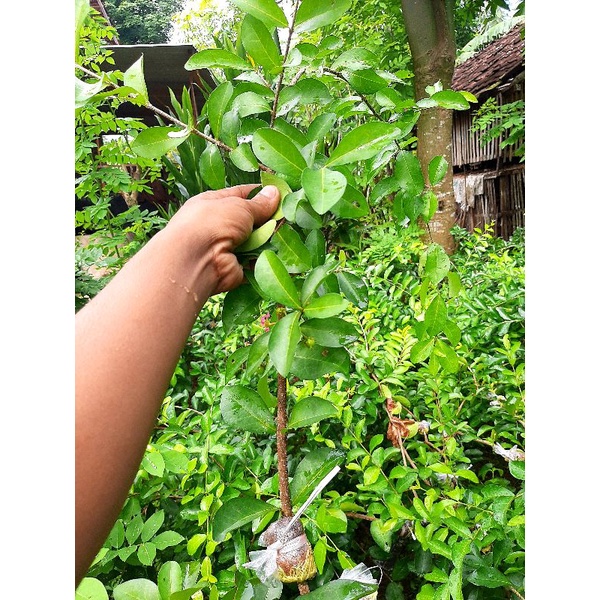 bahan bonsai sianci manis / bibit sianci manis / sianci