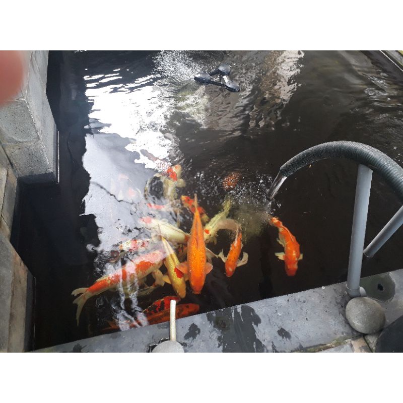 jasa maintenance kolam koi