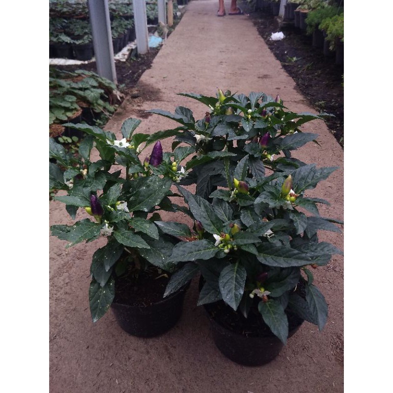 

cabai pelangi (rainbow pepper)