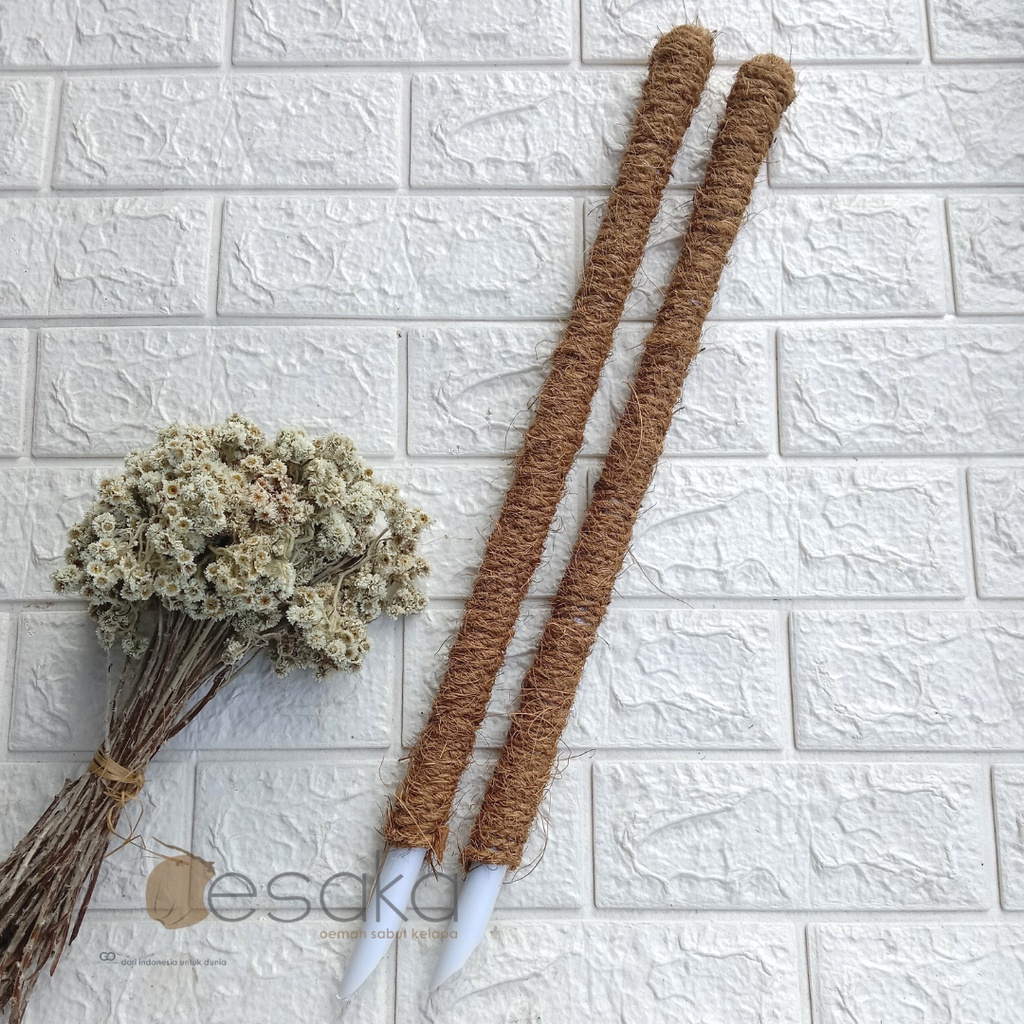 TURUS TANAMAN 50CM PENYANGGA SIRIH GADING