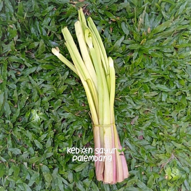 

kebun sayur genjer 1 ikat