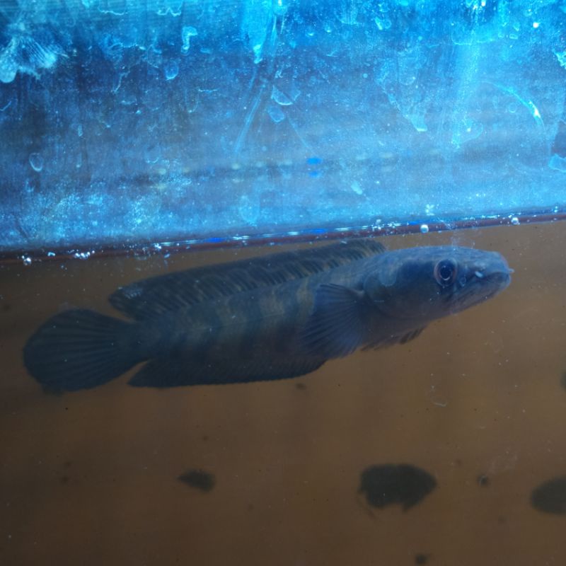 channa red barito 16-17 cm grade A