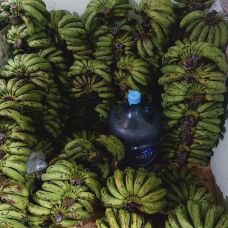 

PISANG BARANGAN MEDAN