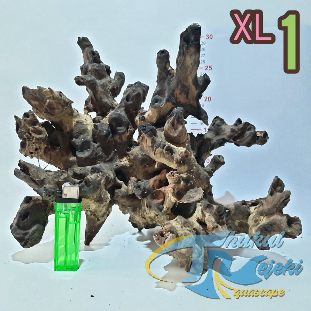  Kayu Rentek Aquascape  dan Reptil Ukuran XL Rasamala Jati 