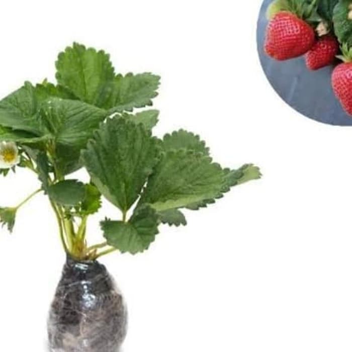 Bibit tanaman buah strawberry giant-strawberry jumbo
