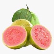 

GUAVA / JAMBU MERAH - SUKABUAH
