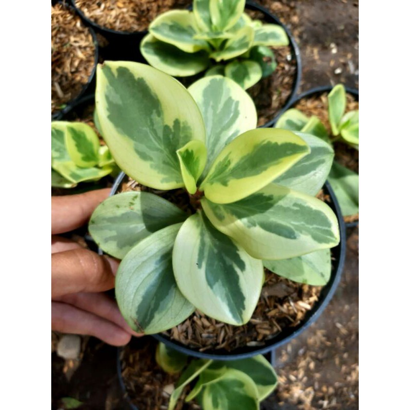 Peperomia Varigata