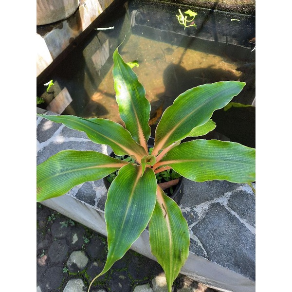 tanaman hias walisota / walisota