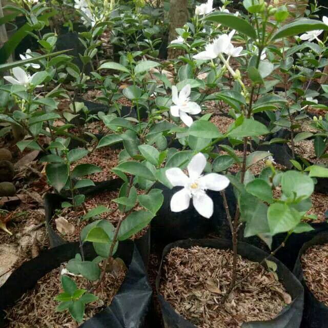 Tanaman Bunga Melati Jasmine Pohon Melati Jasmin Shopee Indonesia