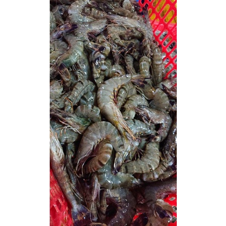 

udang km Size 30