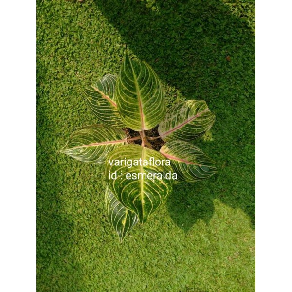 big sale promo aglonema esmeralda bibit stek orginal berkualitas