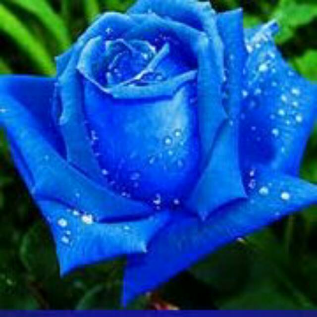 muhajirahharizahhafizhah