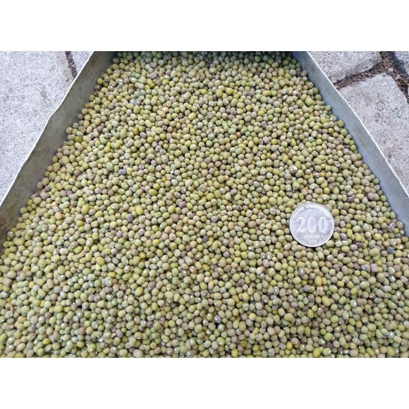 

kacang hijau import